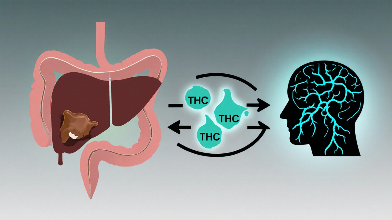 Illustration des THC‑Weges: Mund, Magen, Leber, Umwandlung zu 11‑Hydroxy‑THC und Gehirn.