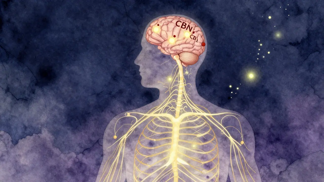 Körper mit sanftem Licht, das CBN-Wirkung im Gehirn visualisiert