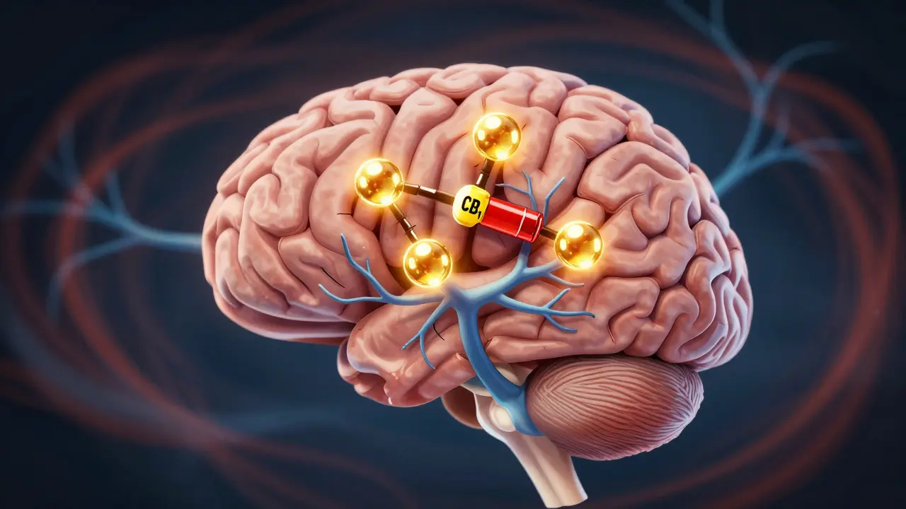 Gehirn mit CBD-Molekülen, die überaktive Rezeptoren beruhigen, symbolisch für neurologische Stabilisierung.