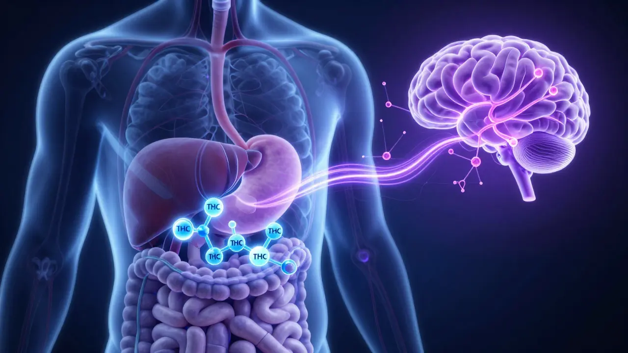 Transparenz-Darstellung: THC wird in der Leber in 11-Hydroxy-THC umgewandelt und gelangt zum Gehirn.