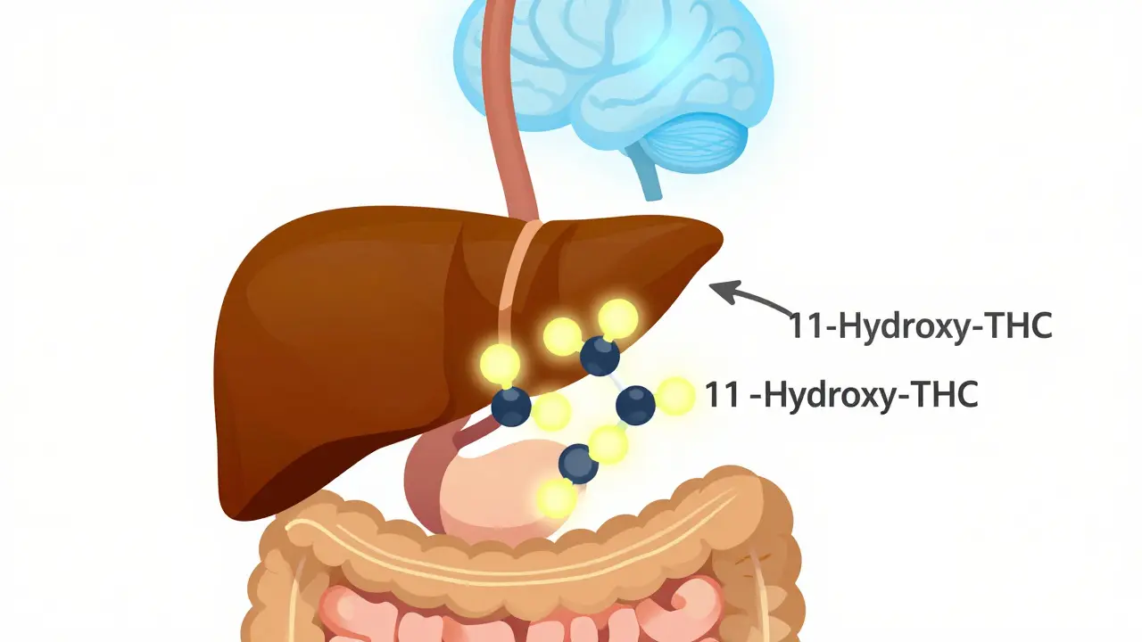 Illustration der Lebermetabolisierung von THC zu 11-Hydroxy-THC