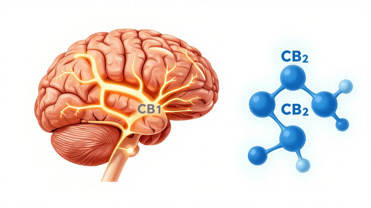 Das beste Cannabinoid für Appetit: THCV, THC & CBD im Vergleich