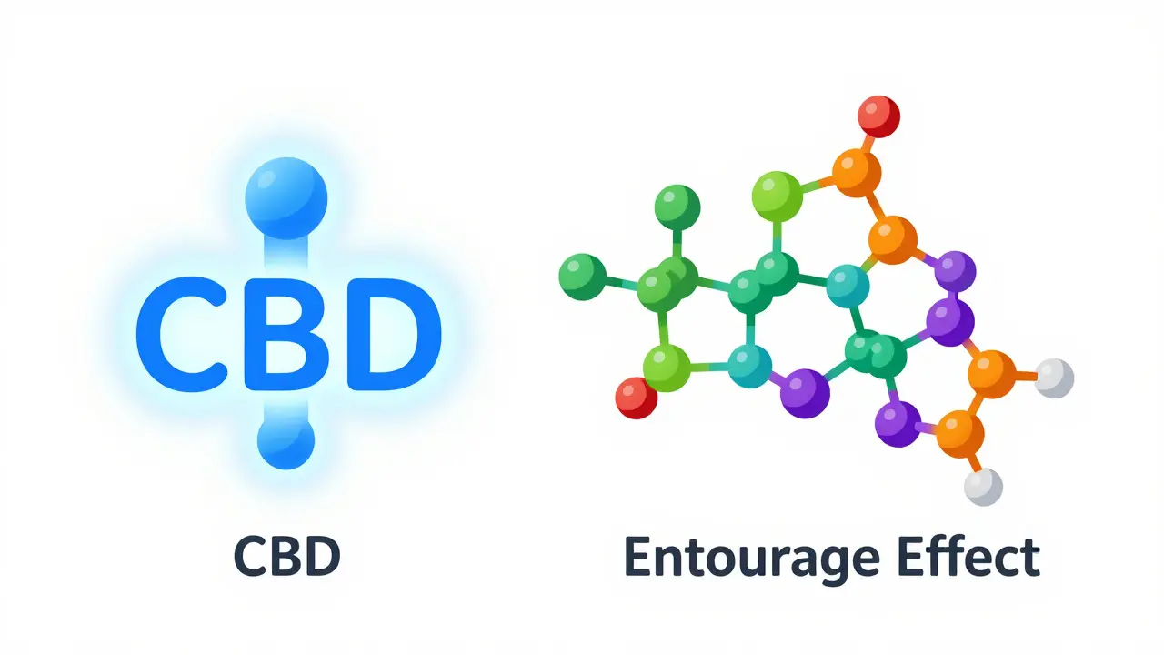 Grafik zum Entourage-Effekt: Isoliertes CBD vs. Vollspektrum-Hanfextrakt